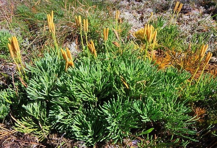 Widłak spłaszczony Lycopodium complanatum 12. Centuria pospolita Centaurium erythraea To drobna, roczna roślina lecznicza z rodziny goryczkowatych Gentianaceae.