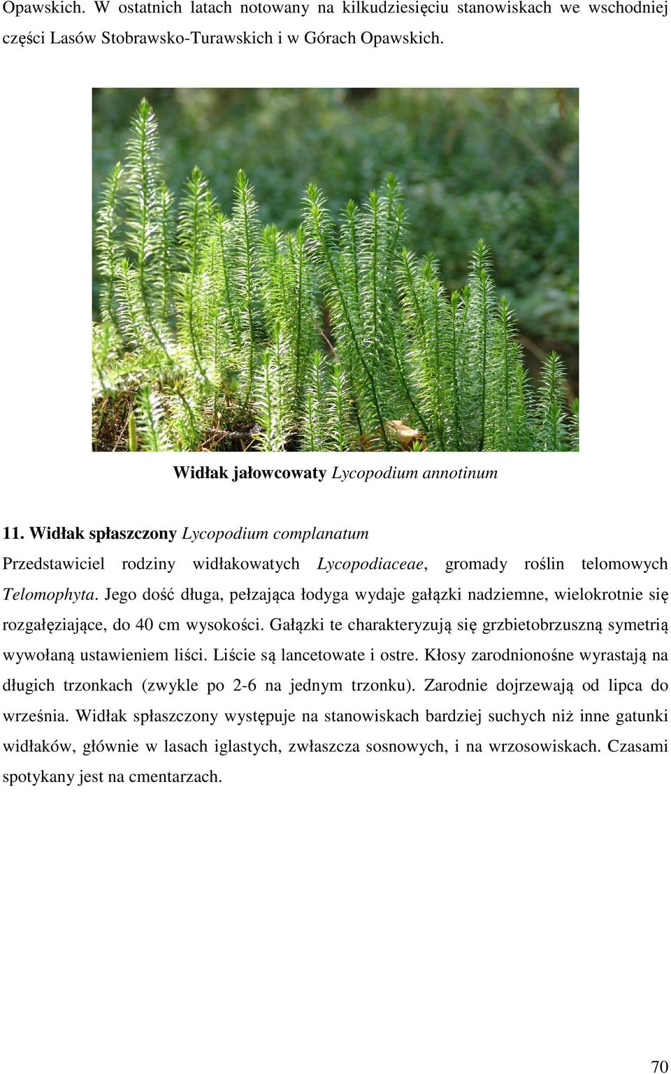 Jego dość długa, pełzająca łodyga wydaje gałązki nadziemne, wielokrotnie się rozgałęziające, do 40 cm wysokości. Gałązki te charakteryzują się grzbietobrzuszną symetrią wywołaną ustawieniem liści.