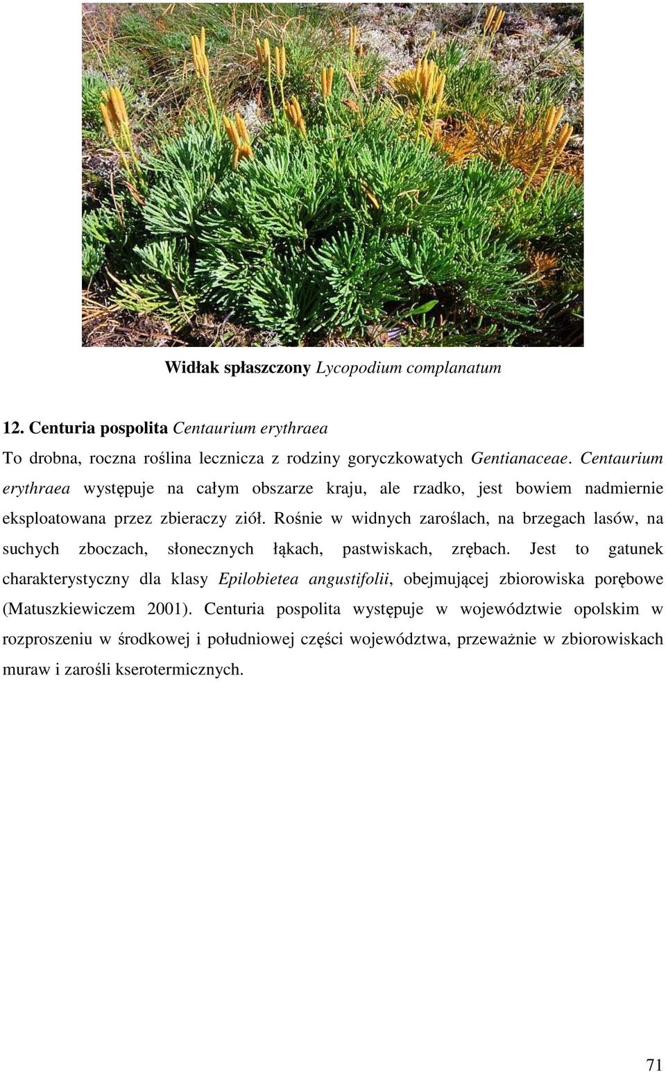 Rośnie w widnych zaroślach, na brzegach lasów, na suchych zboczach, słonecznych łąkach, pastwiskach, zrębach.