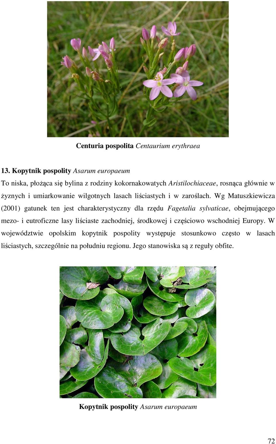 wilgotnych lasach liściastych i w zaroślach.