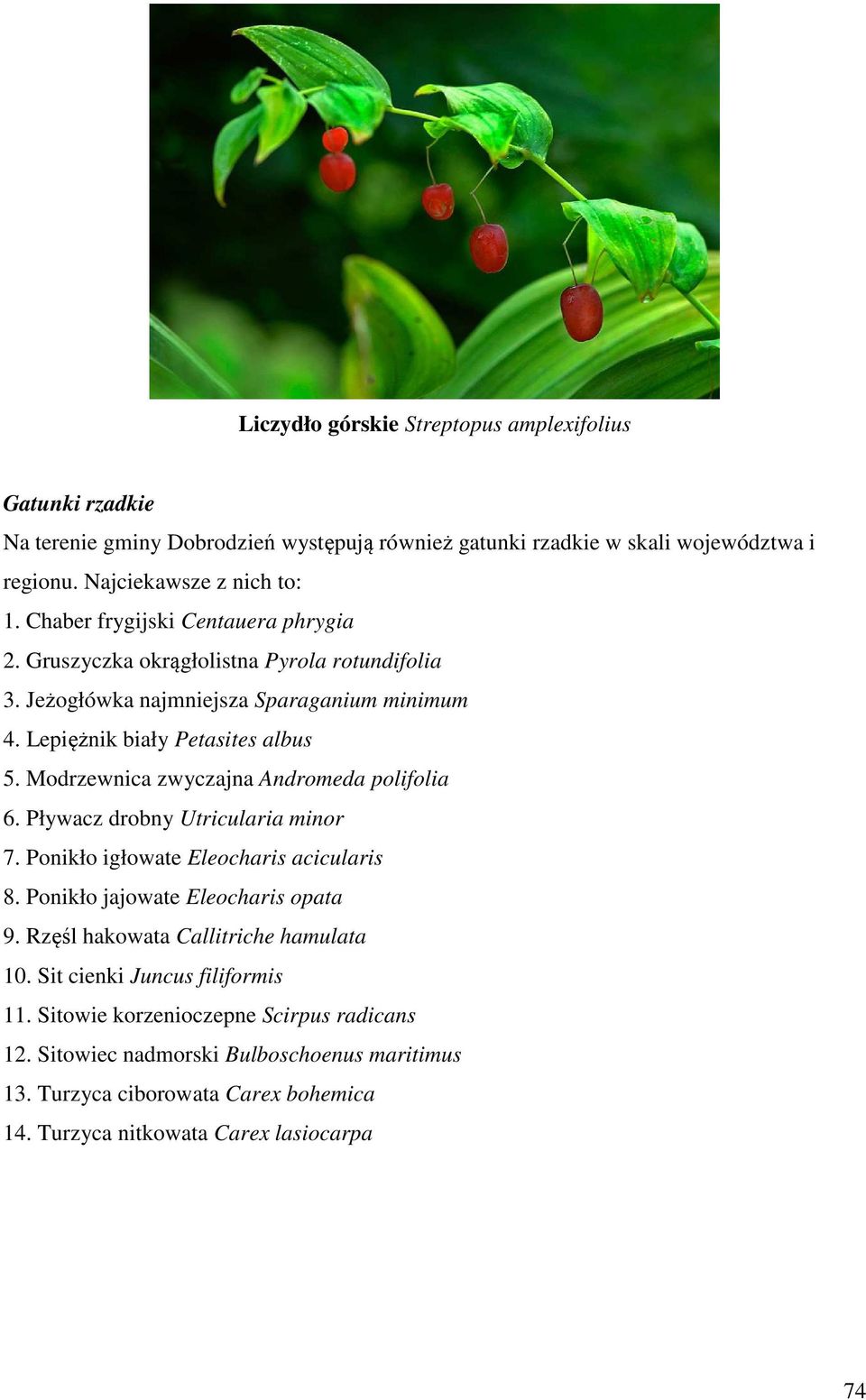 Modrzewnica zwyczajna Andromeda polifolia 6. Pływacz drobny Utricularia minor 7. Ponikło igłowate Eleocharis acicularis 8. Ponikło jajowate Eleocharis opata 9.