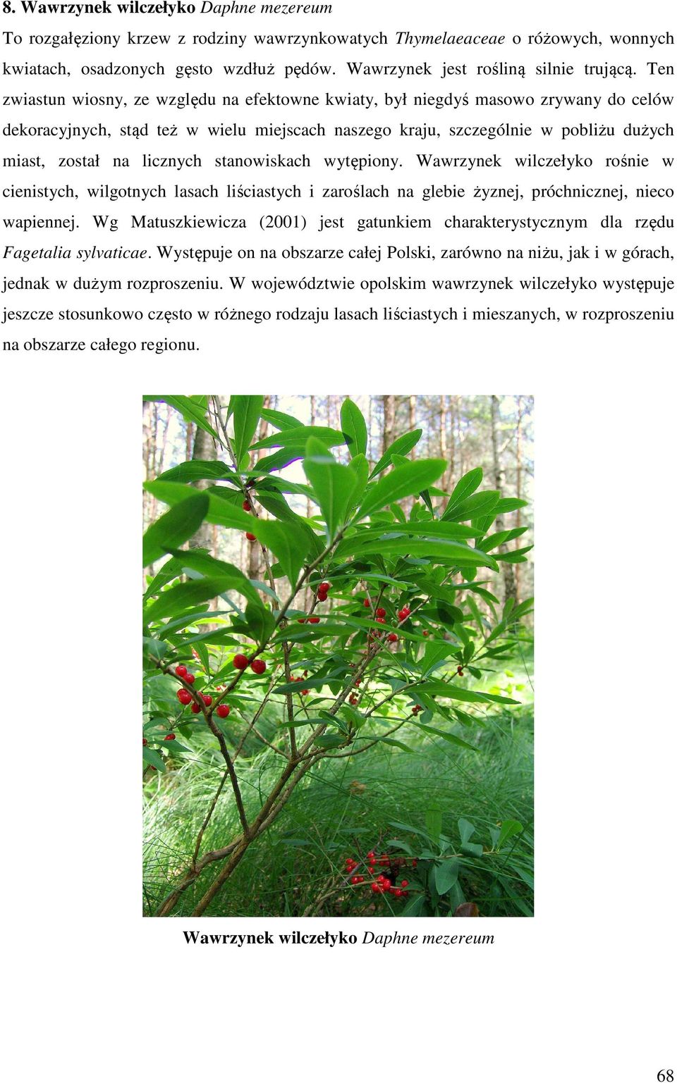 Ten zwiastun wiosny, ze względu na efektowne kwiaty, był niegdyś masowo zrywany do celów dekoracyjnych, stąd też w wielu miejscach naszego kraju, szczególnie w pobliżu dużych miast, został na