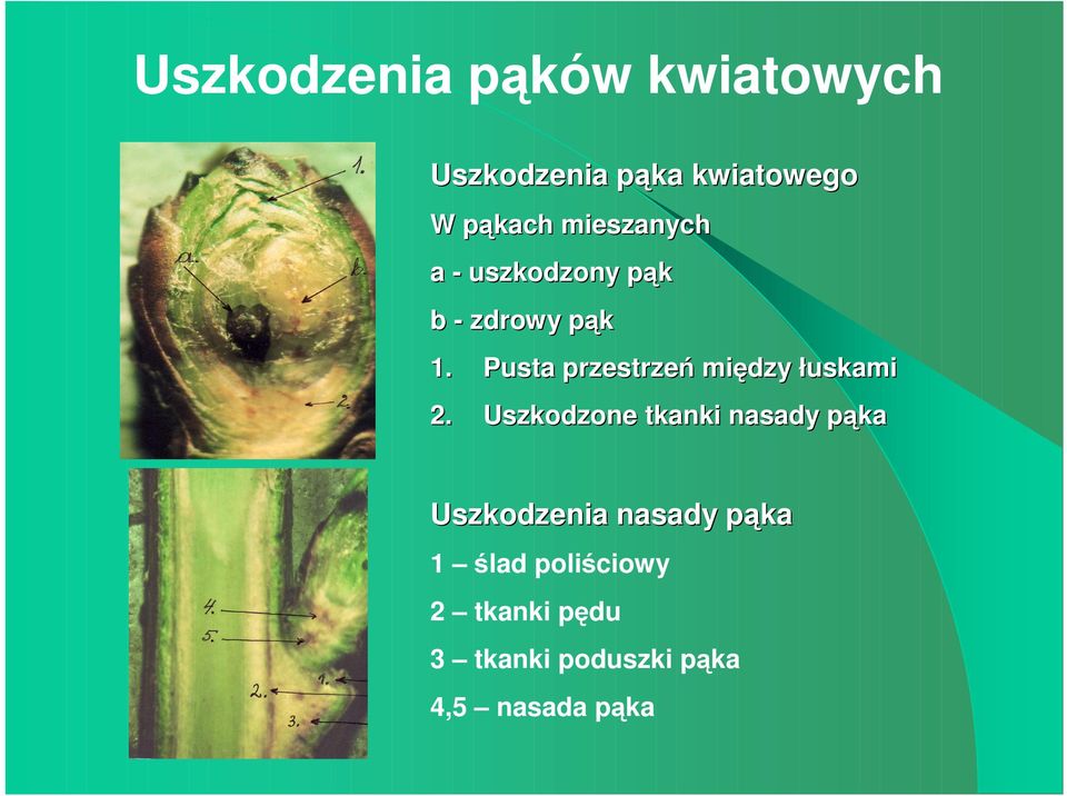 Pusta przestrzeń między łuskami 2.