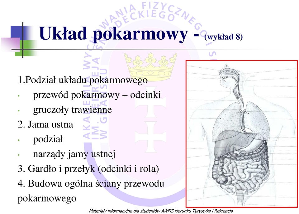 gruczoły trawienne 2.