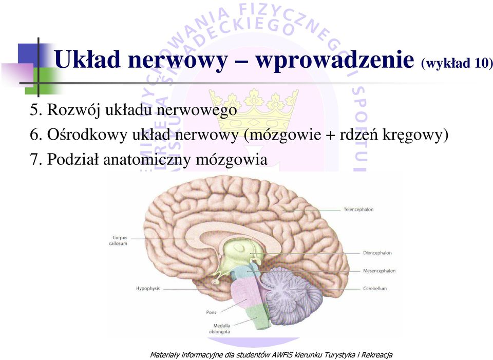 Ośrodkowy układ nerwowy (mózgowie +