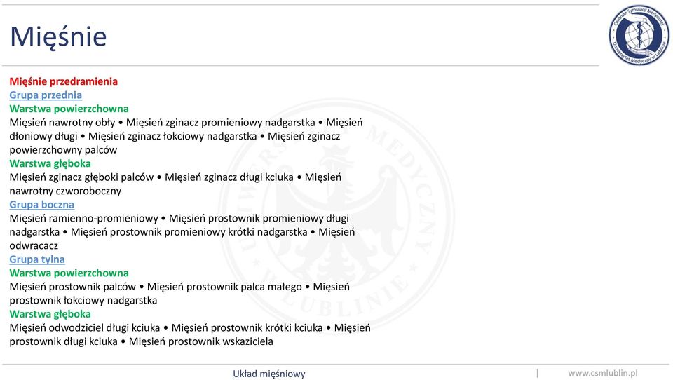 prostownik promieniowy długi nadgarstka Mięsień prostownik promieniowy krótki nadgarstka Mięsień odwracacz Grupa tylna Warstwa powierzchowna Mięsień prostownik palców Mięsień prostownik