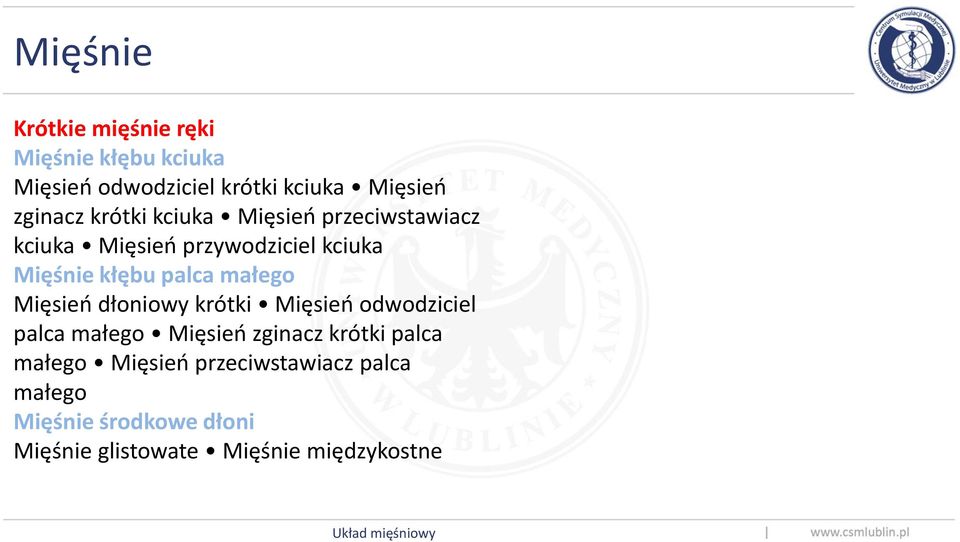 małego Mięsień dłoniowy krótki Mięsień odwodziciel palca małego Mięsień zginacz krótki palca