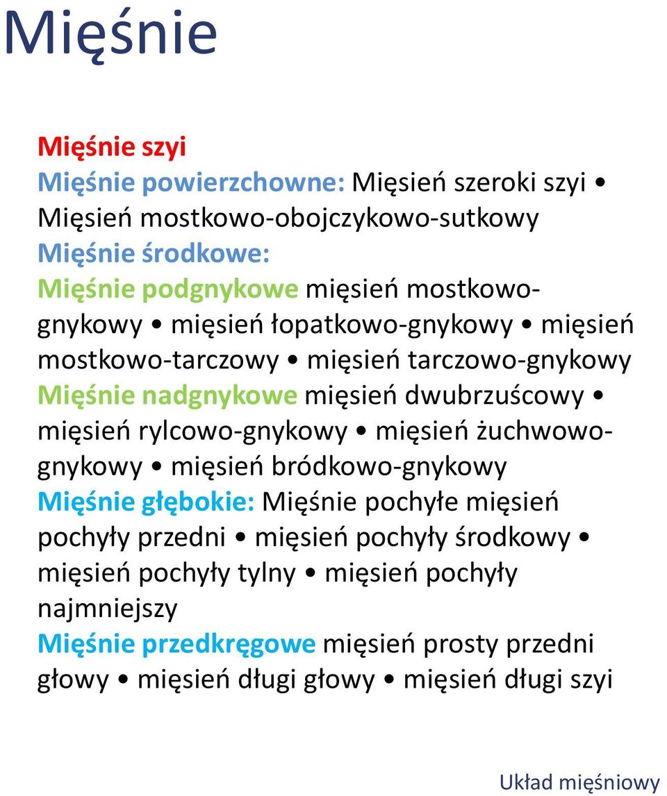 rylcowo-gnykowy mięsień żuchwowognykowy mięsień bródkowo-gnykowy Mięśnie głębokie: Mięśnie pochyłe mięsień pochyły przedni mięsień pochyły
