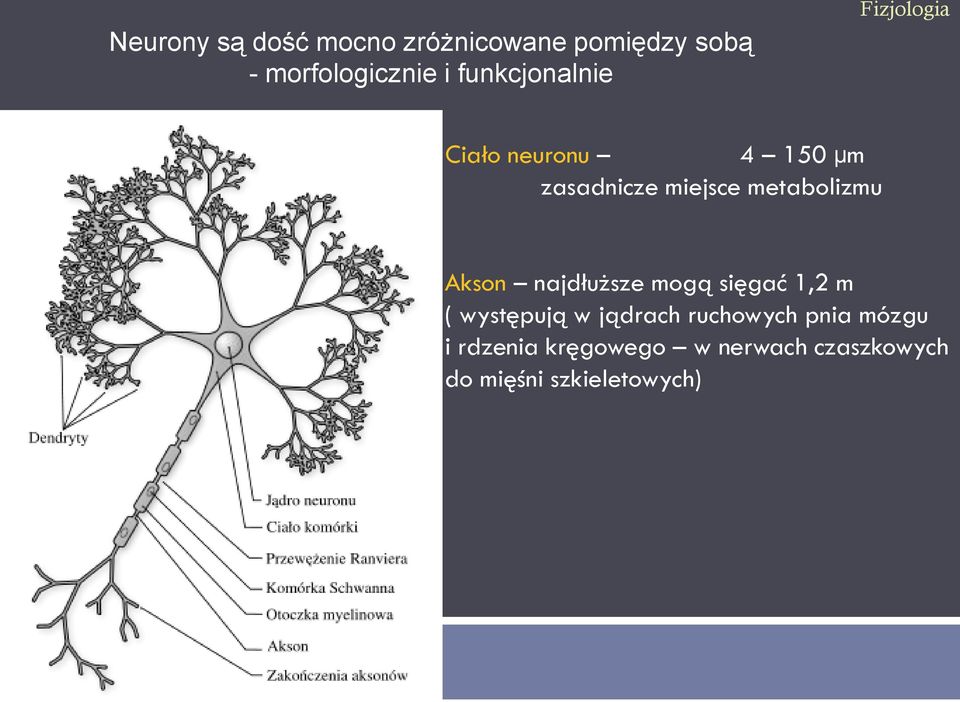metabolizmu Akson najdłuższe mogą sięgać 1,2 m ( występują w jądrach