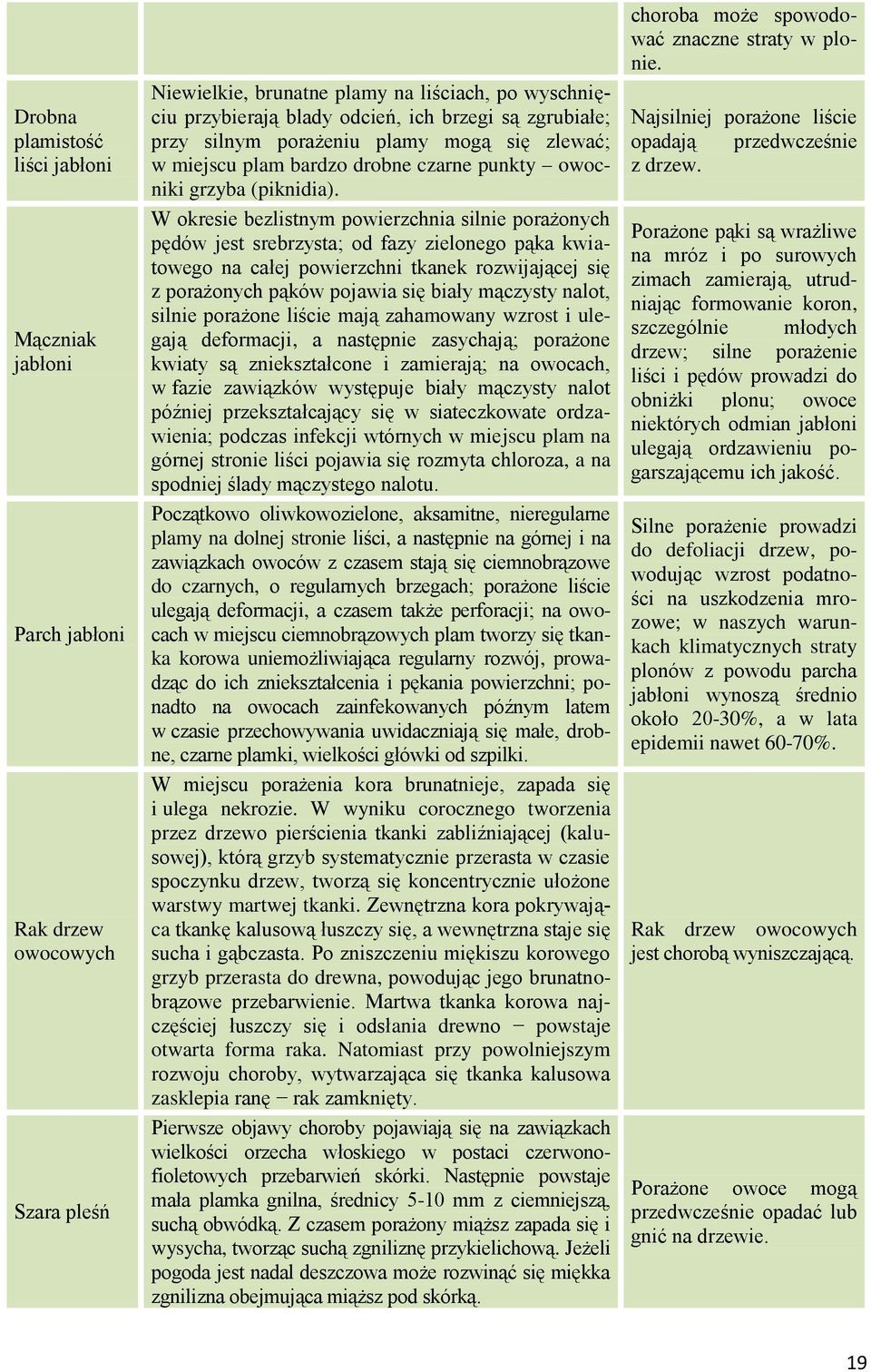 W okresie bezlistnym powierzchnia silnie porażonych pędów jest srebrzysta; od fazy zielonego pąka kwiatowego na całej powierzchni tkanek rozwijającej się z porażonych pąków pojawia się biały mączysty