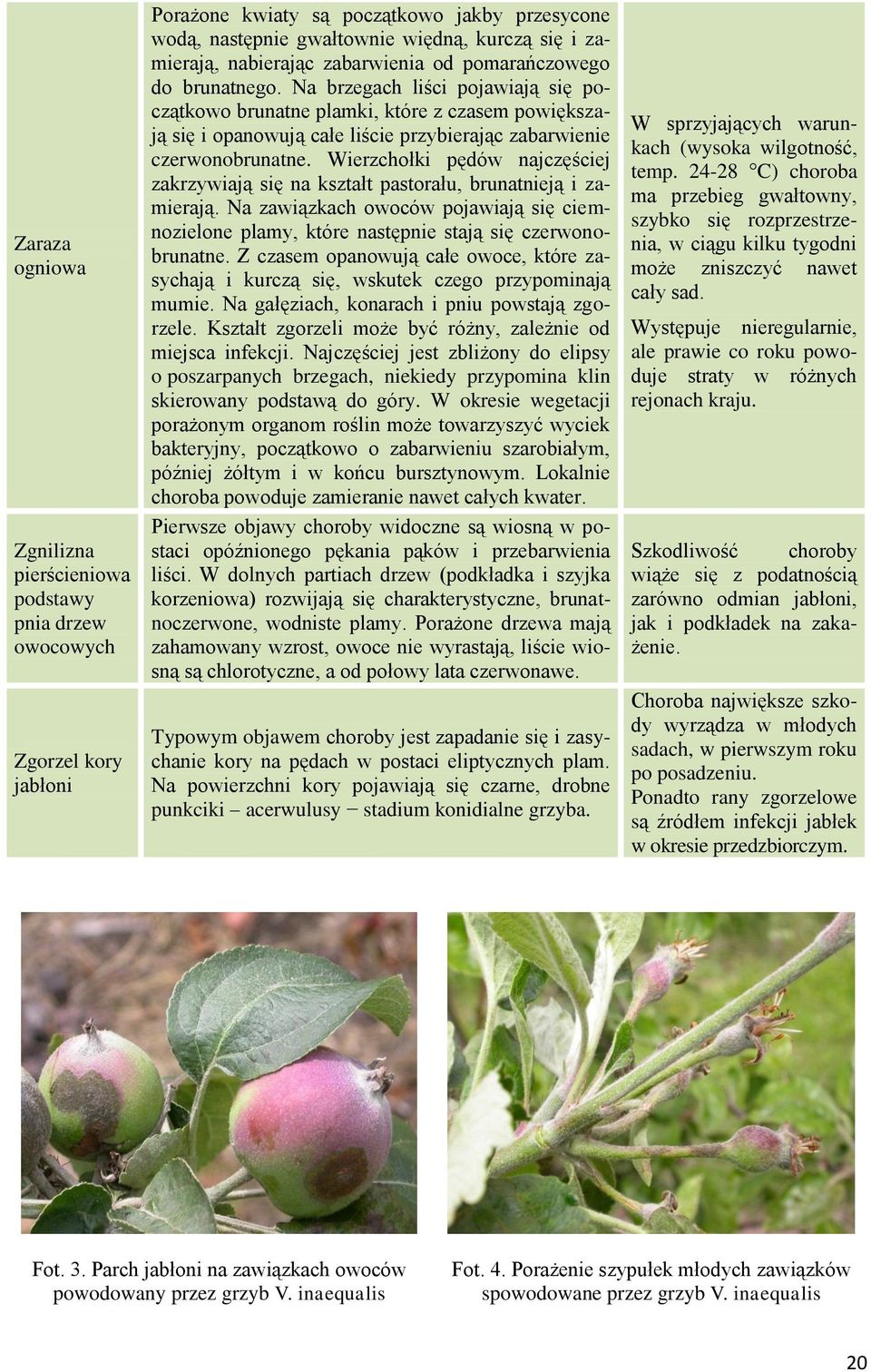 Na brzegach liści pojawiają się początkowo brunatne plamki, które z czasem powiększają się i opanowują całe liście przybierając zabarwienie czerwonobrunatne.