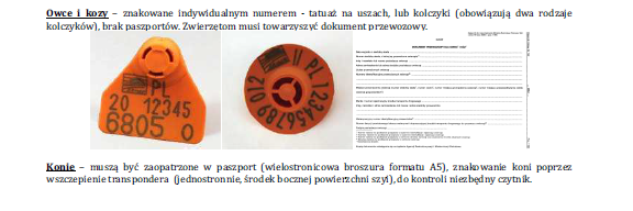 Rys. 1. Przykład kolczyków identyfikujących tuczniki [7] bydło kolczyki w obu małżowinach usznych według wzoru każda sztuka posiada niepowtarzalny numer kolczyka rysunek 2.