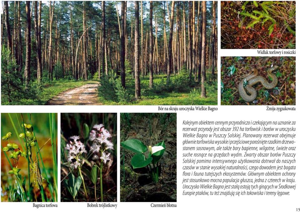 Planowany rezerwat obejmuje głównie torfowiska wysokie i przejściowe porośnięte rzadkim drzewostanem sosnowym, ale także bory bagienne, wilgotne, świeże oraz suche rosnące na grzędach wydm.