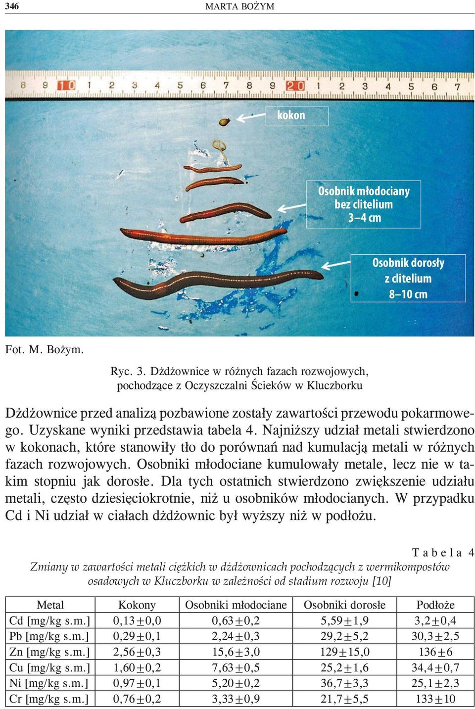 Dżdżownice w różnych fazach rozwojowych, pochodzące z Oczyszczalni Ścieków w Kluczborku Dżdżownice przed analizą pozbawione zostały zawartości przewodu pokarmowego.
