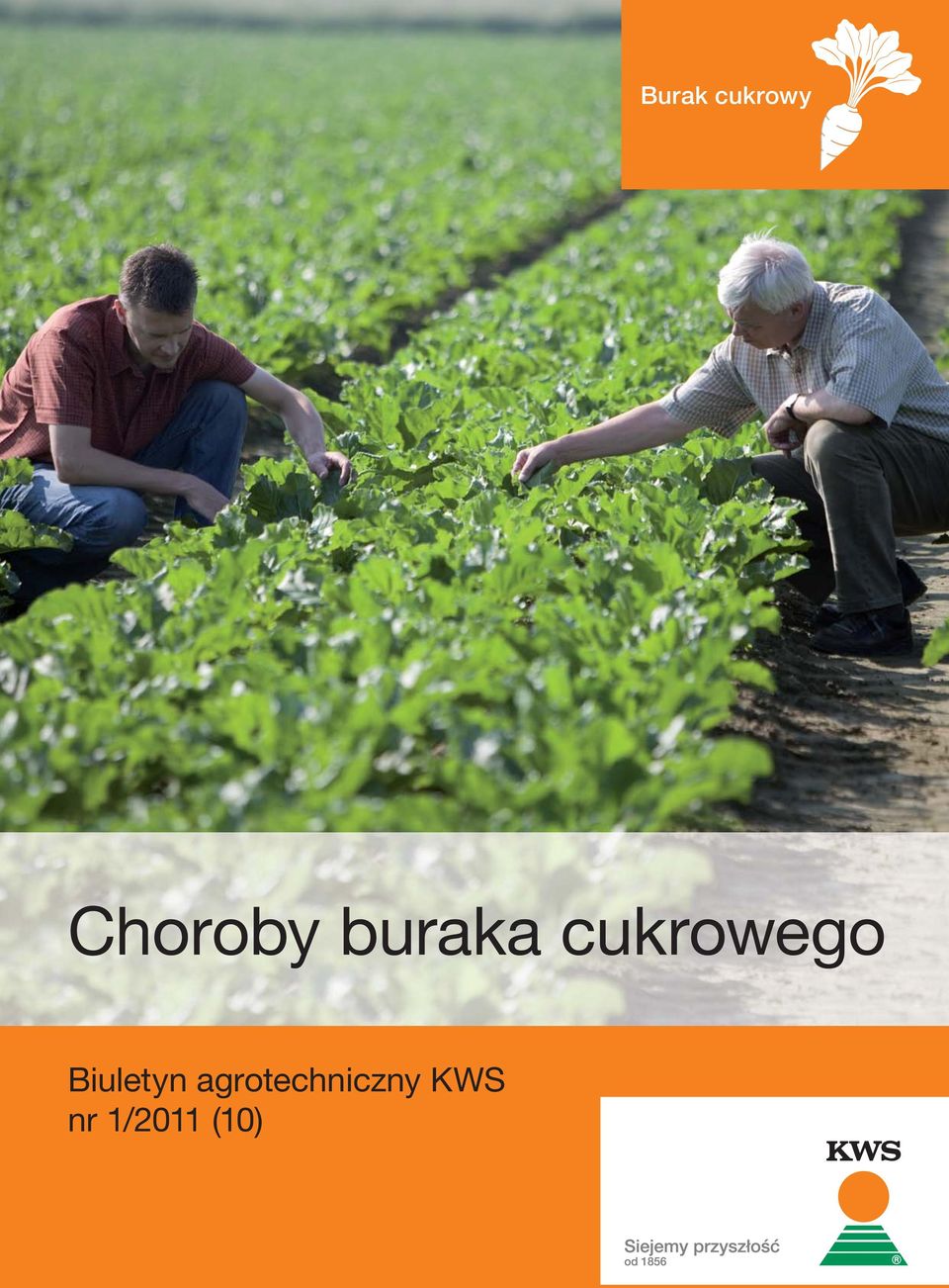 cukrowego Biuletyn