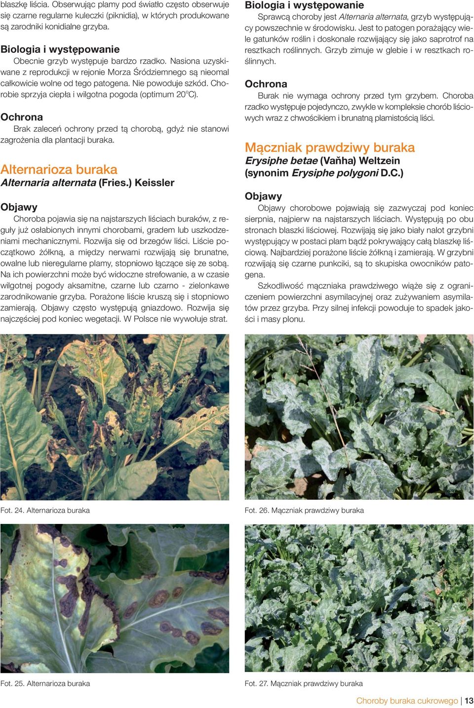Brak zaleceń ochrony przed tą chorobą, gdyż nie stanowi zagrożenia dla plantacji buraka. Alternarioza buraka Alternaria alternata (Fries.