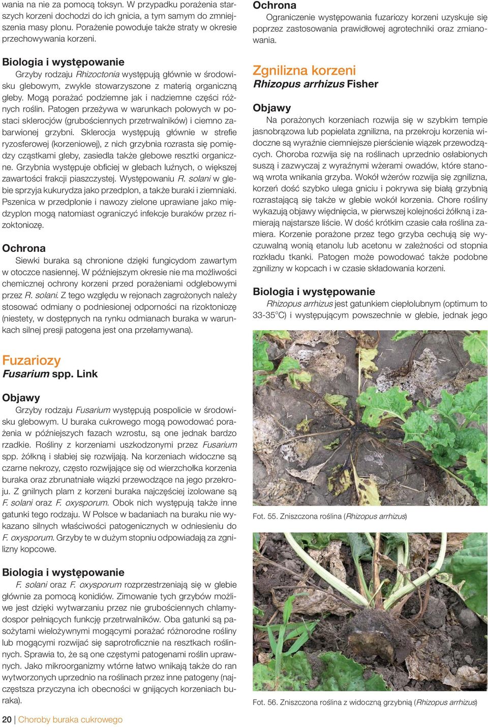 Patogen przeżywa w warunkach polowych w postaci sklerocjów (grubościennych przetrwalników) i ciemno zabarwionej grzybni.