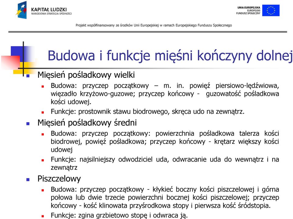 Mięsień pośladkowy średni Budowa: przyczep początkowy: powierzchnia pośladkowa talerza kości biodrowej, powięź pośladkowa; przyczep końcowy - krętarz większy kości udowej Funkcje: najsilniejszy