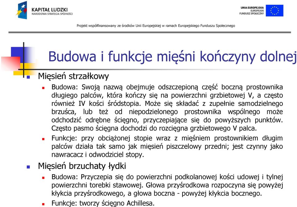 Może się składać z zupełnie samodzielnego brzuśca, lub też od niepodzielonego prostownika wspólnego może odchodzić odrębne ścięgno, przyczepiające się do powyższych punktów.