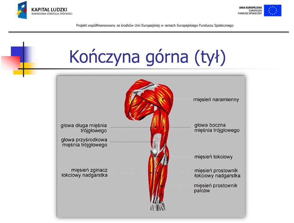 (tył)