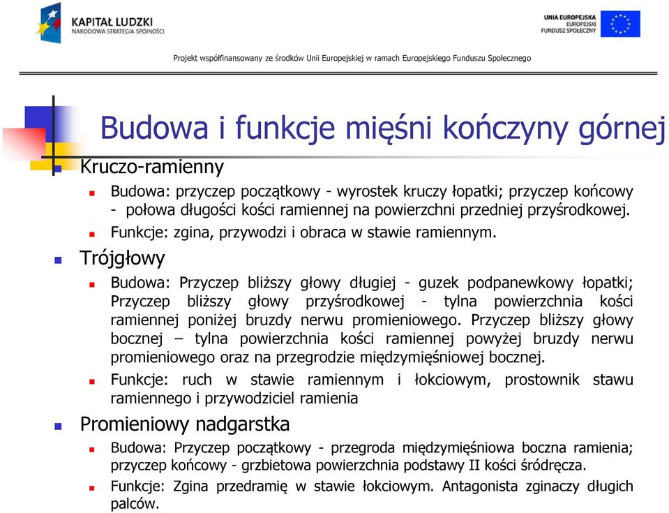 Trójgłowy Budowa: Przyczep bliższy głowy długiej - guzek podpanewkowy łopatki; Przyczep bliższy głowy przyśrodkowej - tylna powierzchnia kości ramiennej poniżej bruzdy nerwu promieniowego.