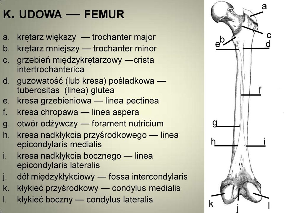 Osteologia KOŃCZYNA DOLNA - PDF Free Download
