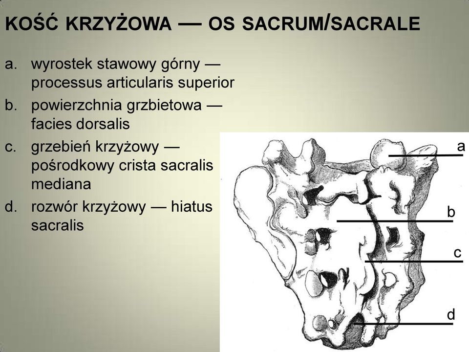 Osteologia KOŃCZYNA DOLNA - PDF Free Download