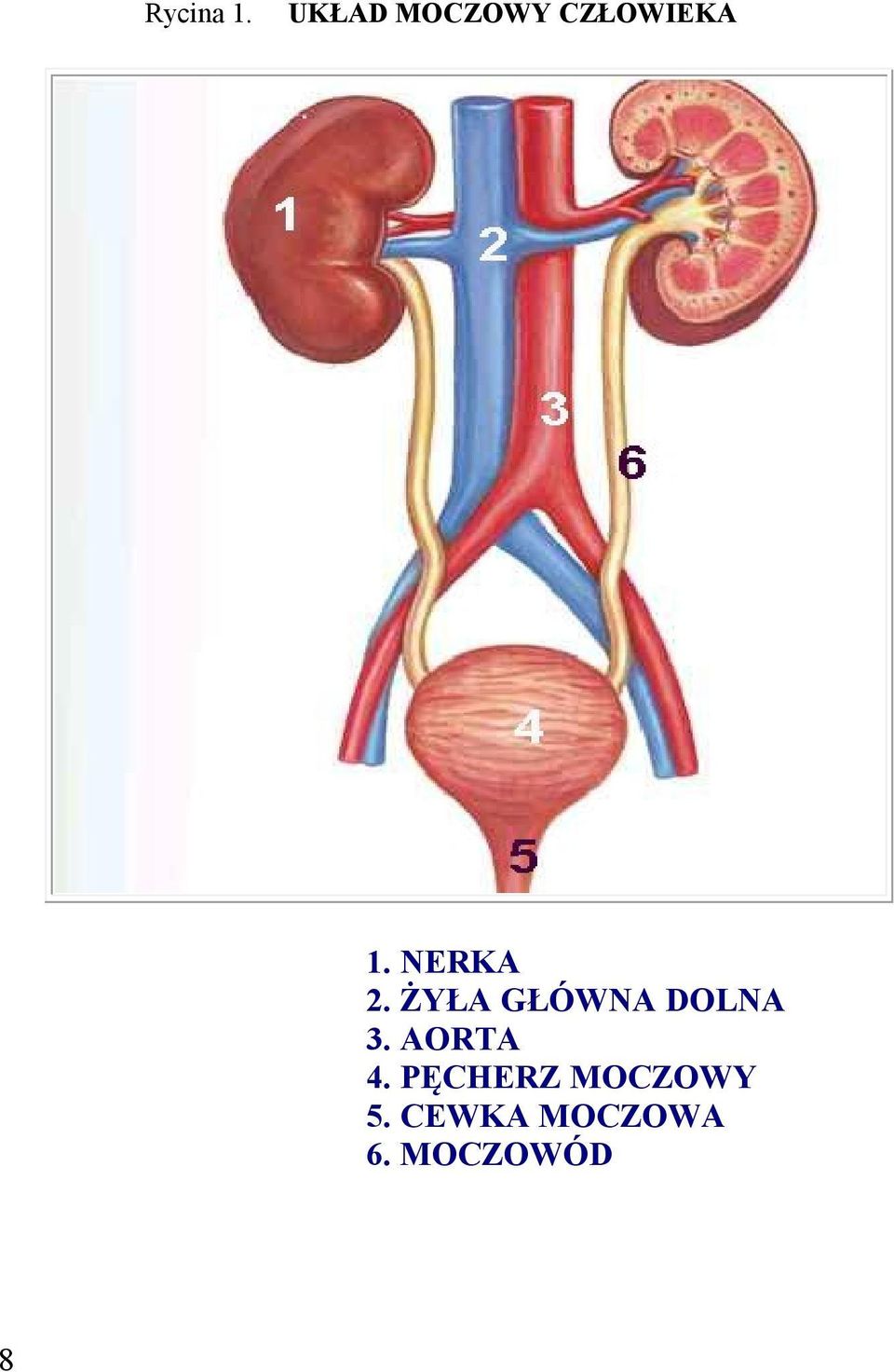 NERKA 2. ŻYŁA GŁÓWNA DOLNA 3.