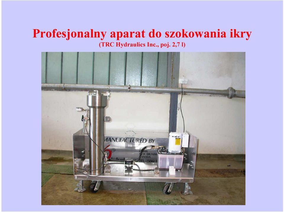 szokowania ikry