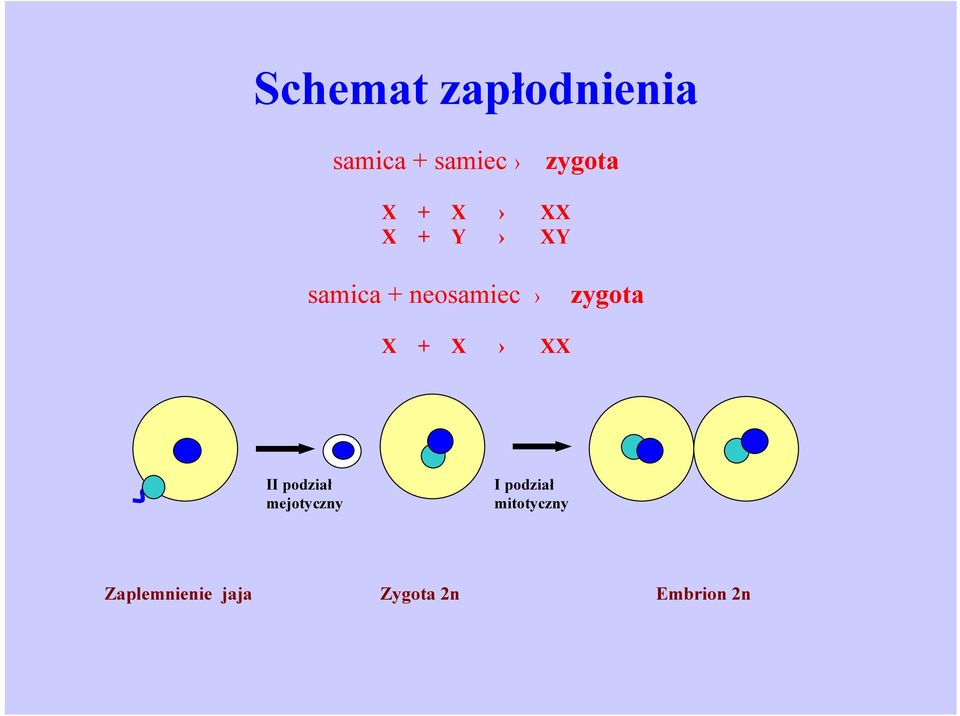 X + X XX II podział mejotyczny I podział