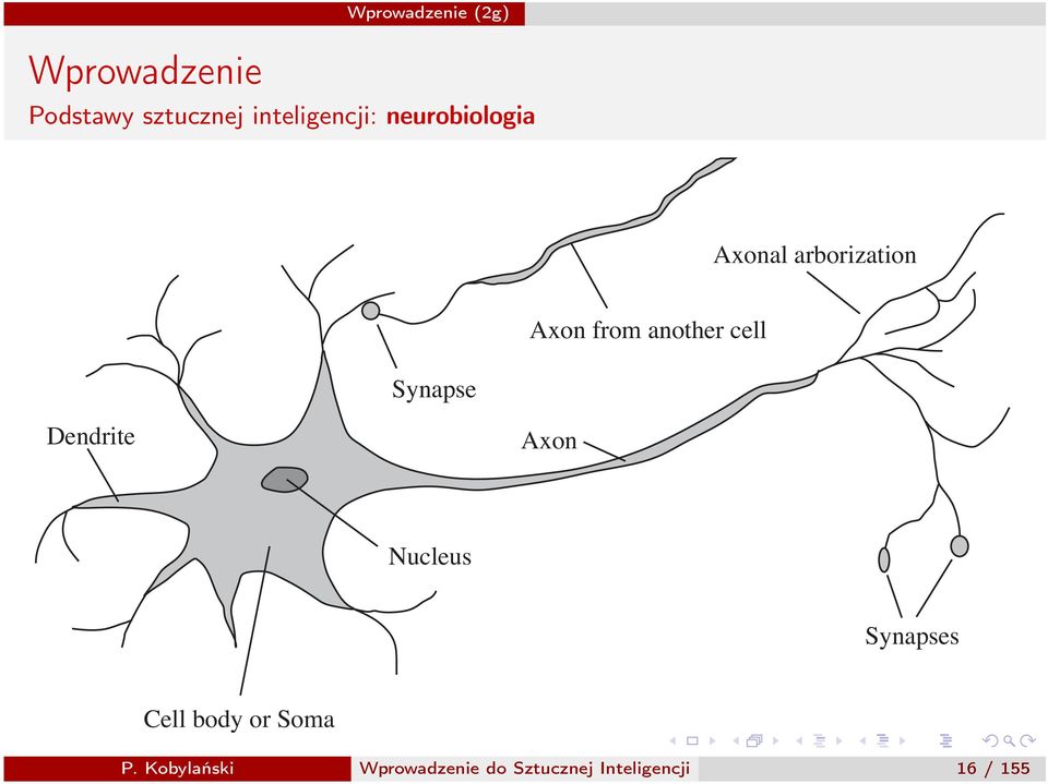 Dendrite Axon Nucleus Synapses Cell body or Soma P.