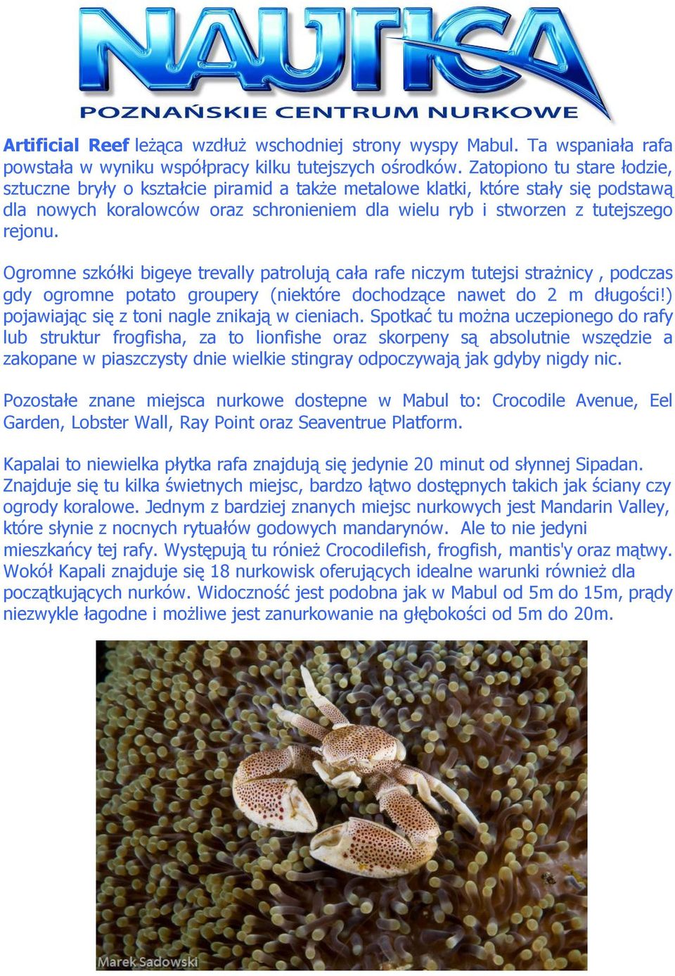 Ogromne szkółki bigeye trevally patrolują cała rafe niczym tutejsi strażnicy, podczas gdy ogromne potato groupery (niektóre dochodzące nawet do 2 m długości!