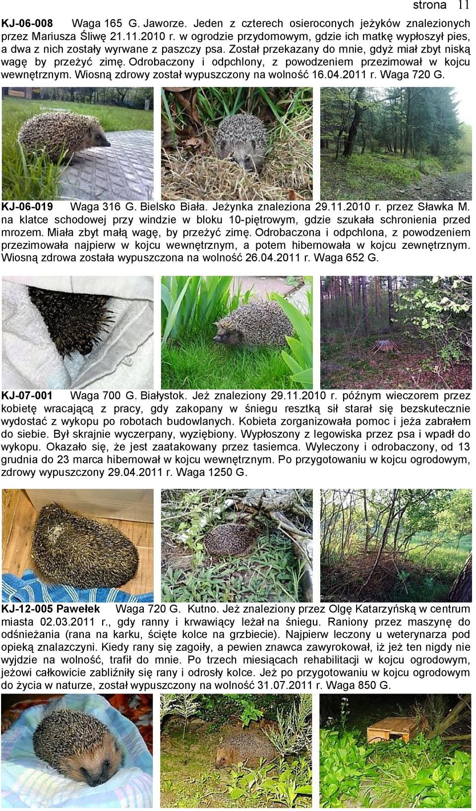 Odrobaczony i odpchlony, z powodzeniem przezimował w kojcu wewnętrznym. Wiosną zdrowy został wypuszczony na wolność 16.04.2011 r. Waga 720 G. KJ-06-019 Waga 316 G. Bielsko Biała.
