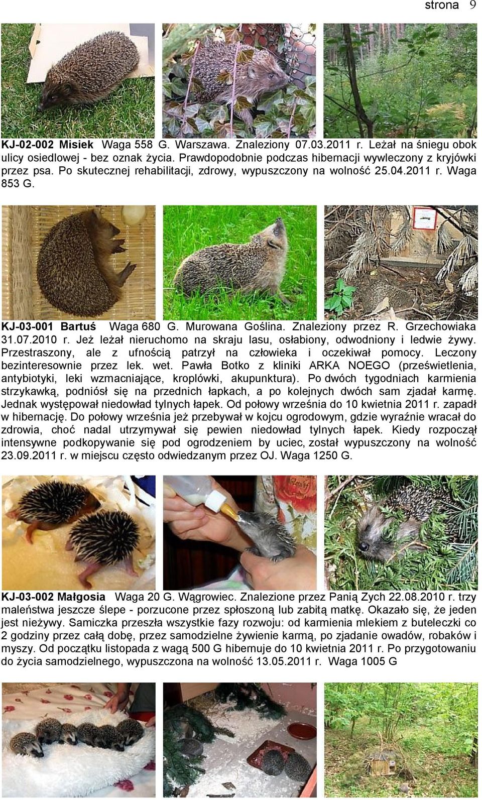 Jeż leżał nieruchomo na skraju lasu, osłabiony, odwodniony i ledwie żywy. Przestraszony, ale z ufnością patrzył na człowieka i oczekiwał pomocy. Leczony bezinteresownie przez lek. wet.