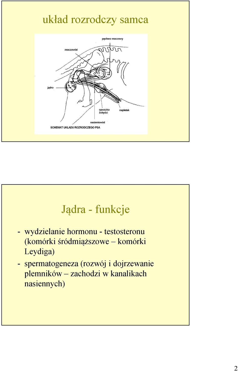 śródmiąższowe komórki Leydiga) - spermatogeneza