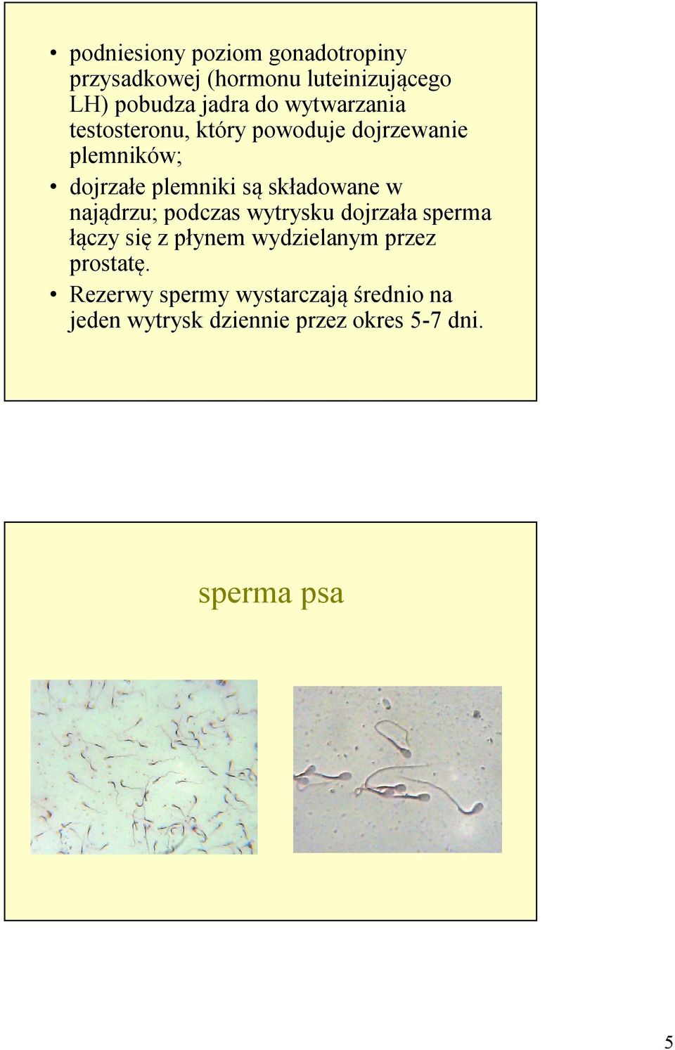 składowane w najądrzu; podczas wytrysku dojrzała sperma łączy się z płynem wydzielanym przez