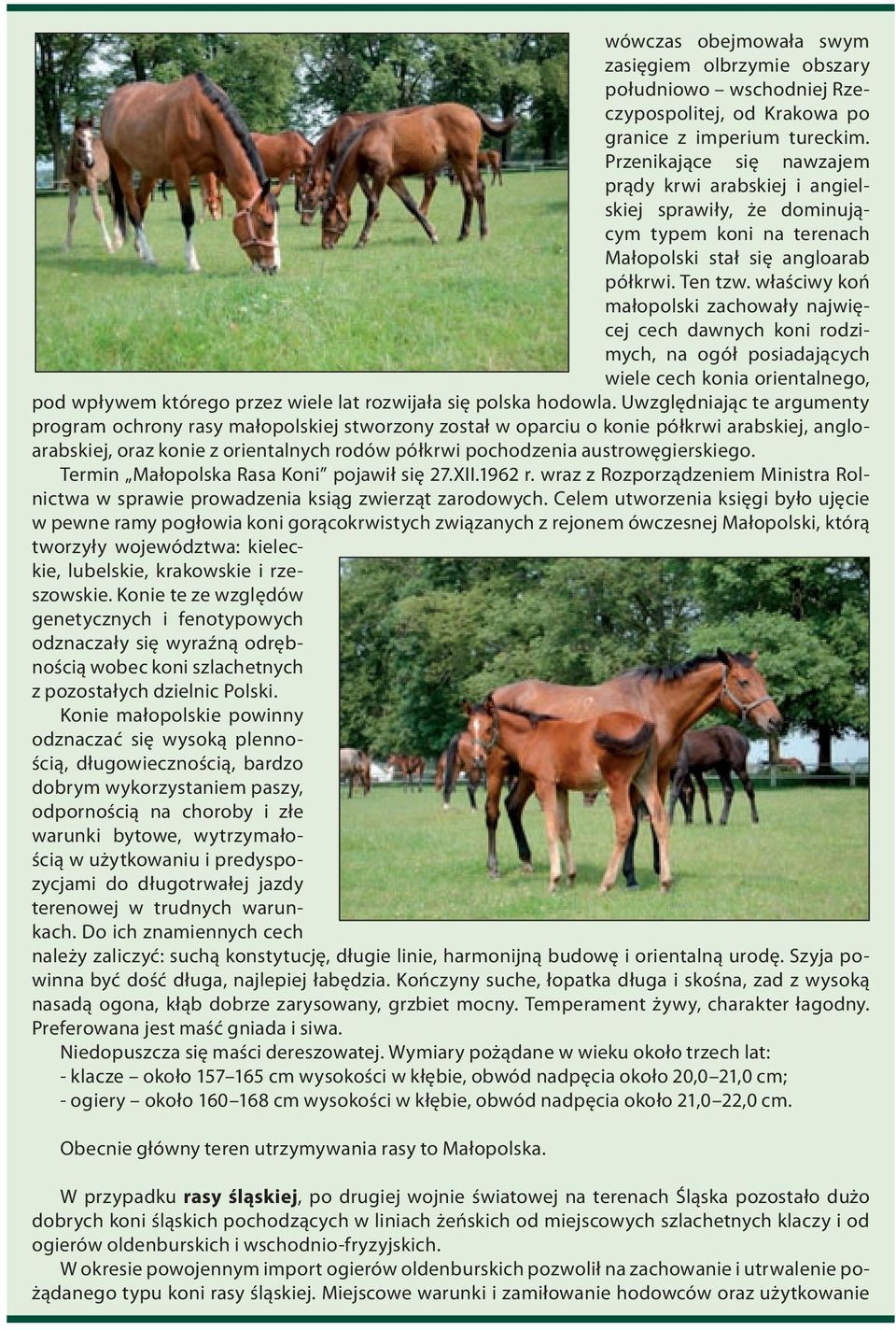właściwy koń małopolski zachowały najwięcej cech dawnych koni rodzimych, na ogół posiadających wiele cech konia orientalnego, pod wpływem którego przez wiele lat rozwijała się polska hodowla.