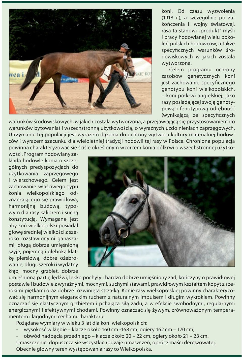 wytworzona. Celem programu ochrony zasobów genetycznych koni jest zachowanie specyficznego genotypu koni wielkopolskich.