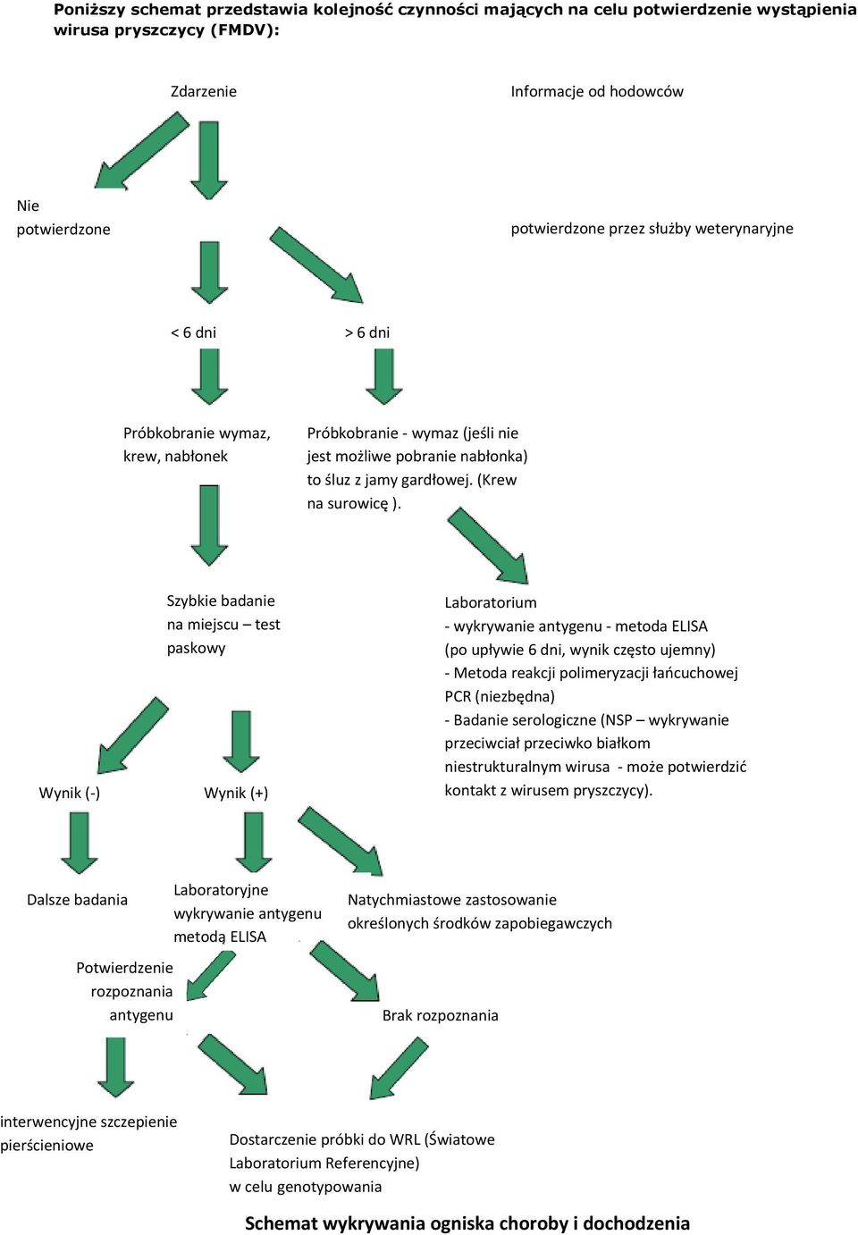Wynik ( ) Szybkie badanie na miejscu test paskowy Wynik (+) Laboratorium wykrywanie antygenu metoda ELISA (po upływie 6 dni, wynik często ujemny) Metoda reakcji polimeryzacji łańcuchowej PCR
