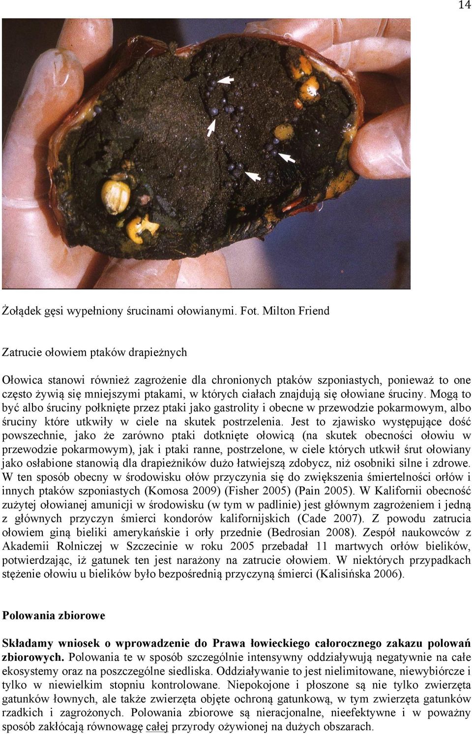 znajdują się ołowiane śruciny. Mogą to być albo śruciny połknięte przez ptaki jako gastrolity i obecne w przewodzie pokarmowym, albo śruciny które utkwiły w ciele na skutek postrzelenia.