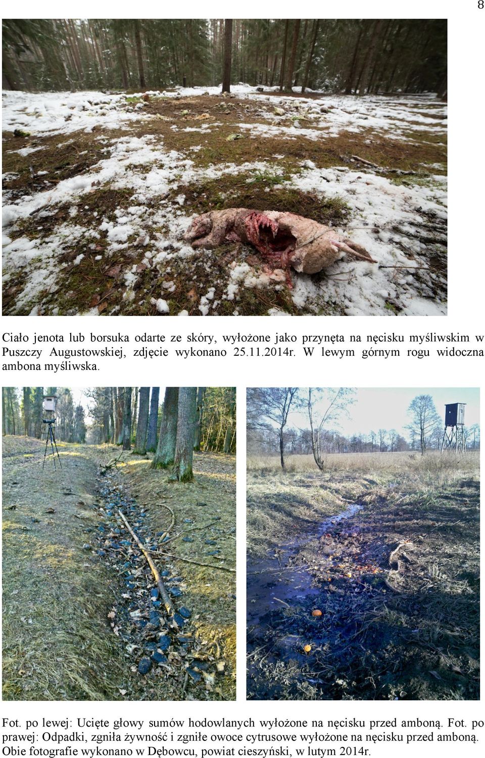 po lewej: Ucięte głowy sumów hodowlanych wyłożone na nęcisku przed amboną. Fot.