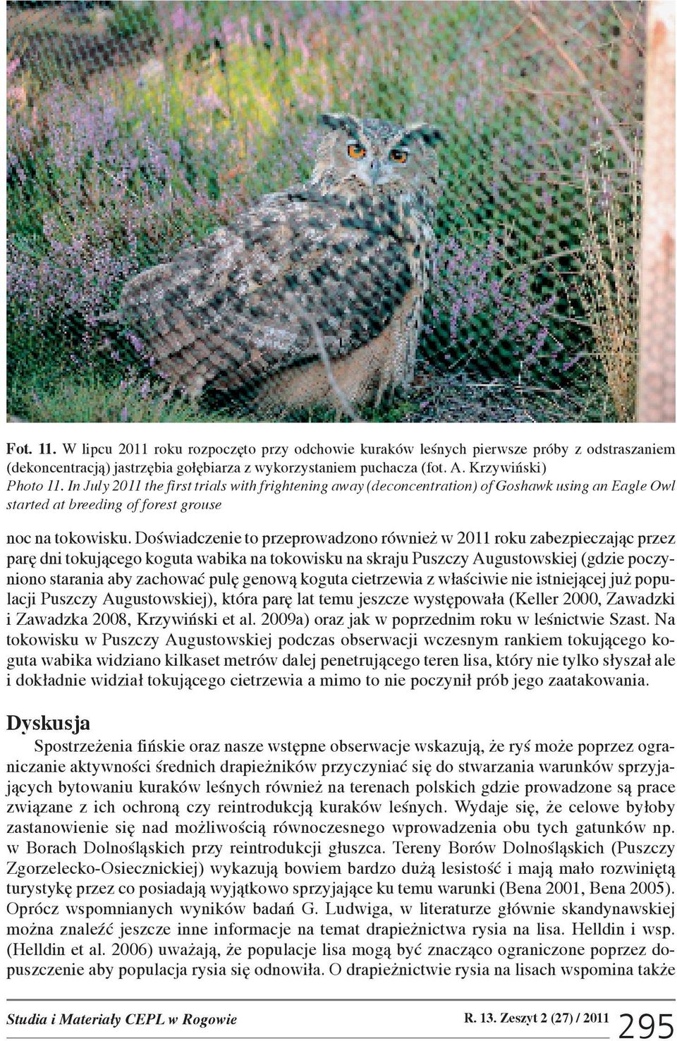 Doœwiadczenie to przeprowadzono równie w 2011 roku zabezpieczaj¹c przez parê dni tokuj¹cego koguta wabika na tokowisku na skraju Puszczy Augustowskiej (gdzie poczyniono starania aby zachowaæ pulê