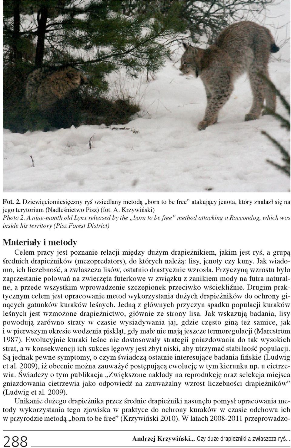 du ym drapie nikiem, jakim jest ryœ, a grup¹ œrednich drapie ników (mezopredators), do których nale ¹: lisy, jenoty czy kuny.