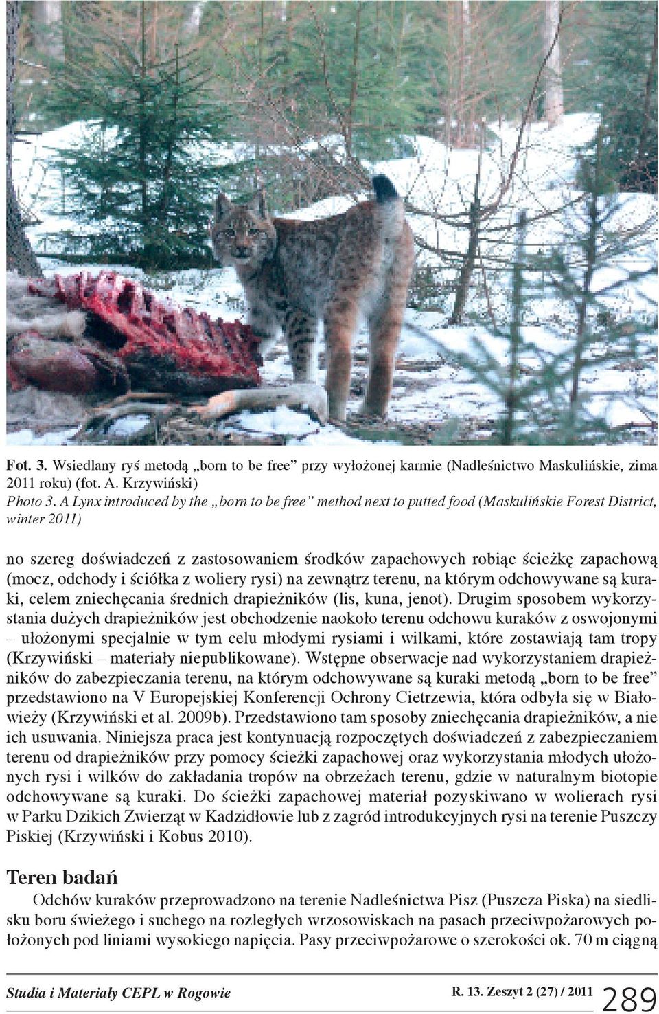 (mocz, odchody i œció³ka z woliery rysi) na zewn¹trz terenu, na którym odchowywane s¹ kuraki, celem zniechêcania œrednich drapie ników (lis, kuna, jenot).