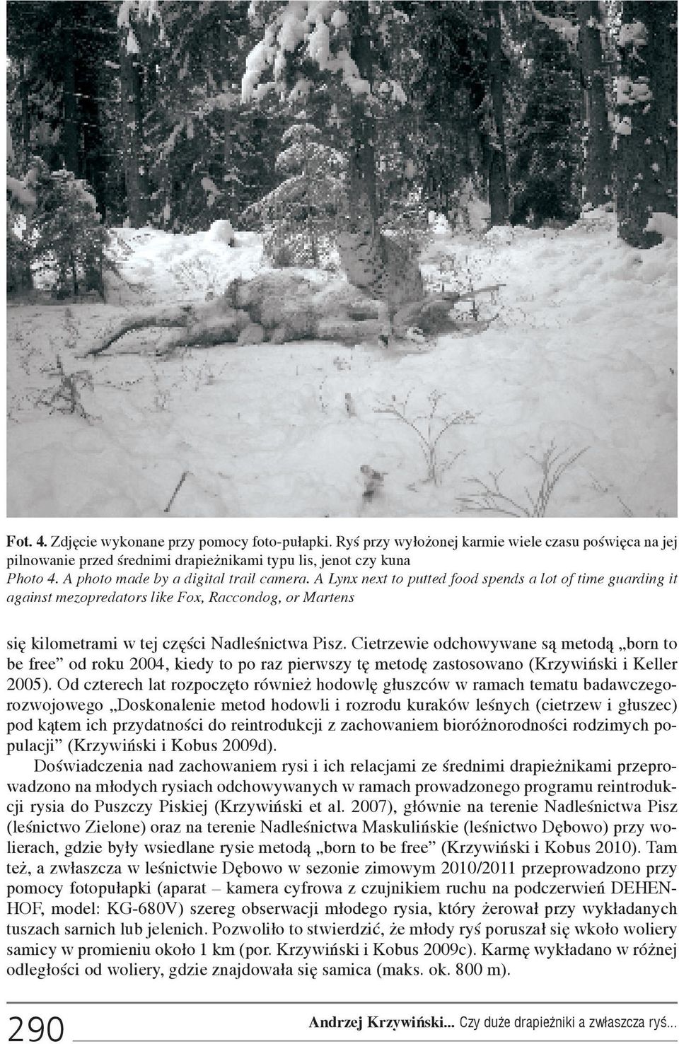 A Lynx next to putted food spends a lot of time guarding it against mezopredators like Fox, Raccondog, or Martens siê kilometrami w tej czêœci Nadleœnictwa Pisz.