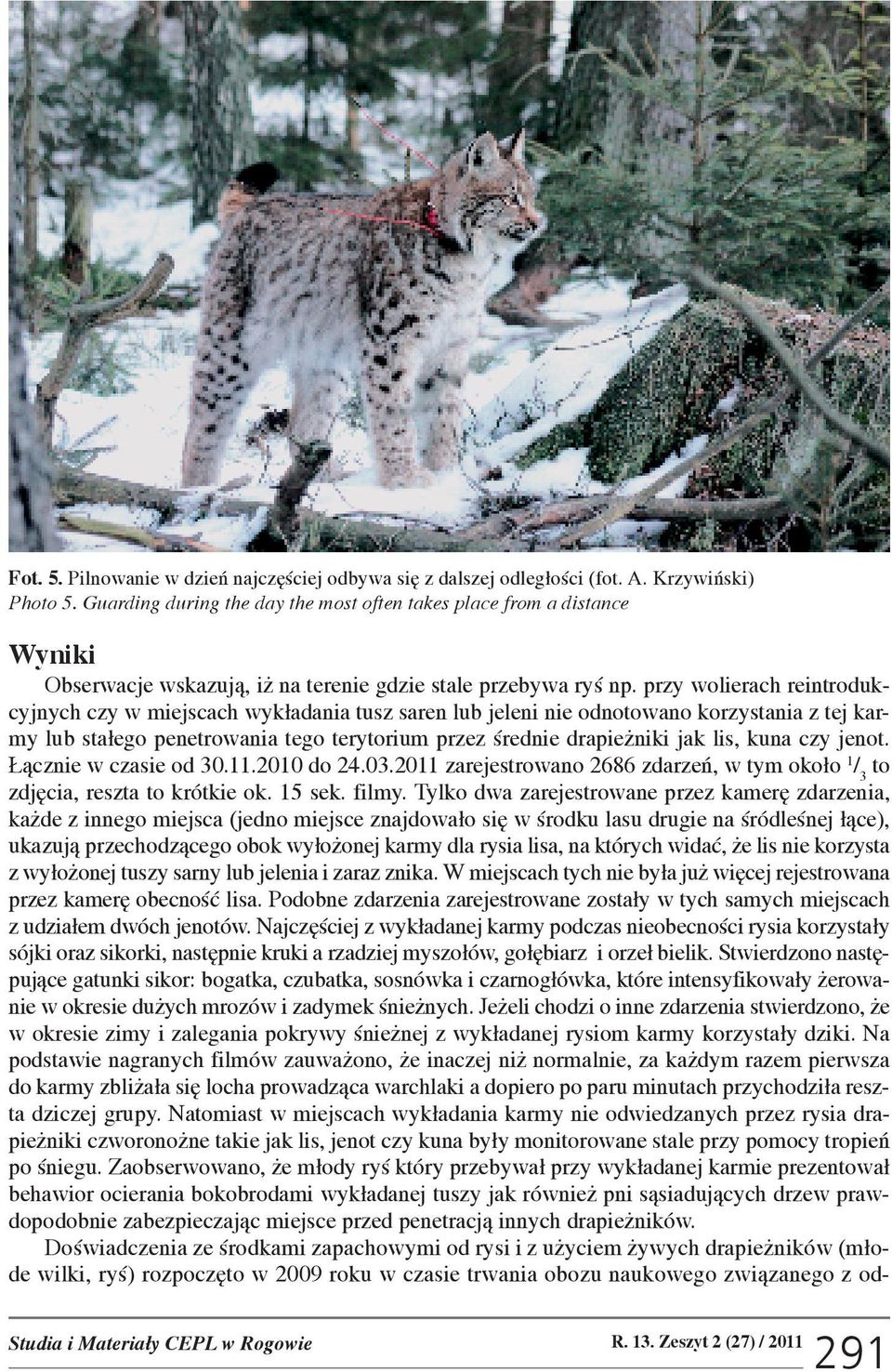 przy wolierach reintrodukcyjnych czy w miejscach wyk³adania tusz saren lub jeleni nie odnotowano korzystania z tej karmy lub sta³ego penetrowania tego terytorium przez œrednie drapie niki jak lis,