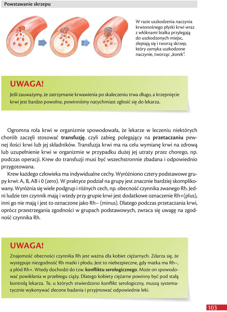 Ogromna rola krwi w organizmie spowodowała, że lekarze w leczeniu niektórych chorób zaczęli stosować transfuzję, czyli zabieg polegający na przetaczaniu pewnej ilości krwi lub jej składników.