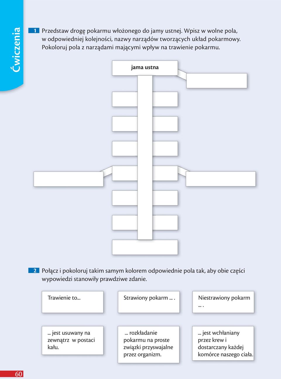 Pokoloruj pola z narządami mającymi wpływ na trawienie pokarmu.