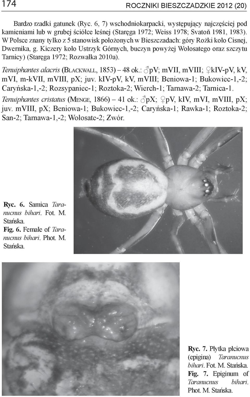 Tenuiphantes alacris (Blackwall, ) ok.: pv; mvii, mviii; kiv-pv, kv, mvi, m-kvii, mviii, px; juv.