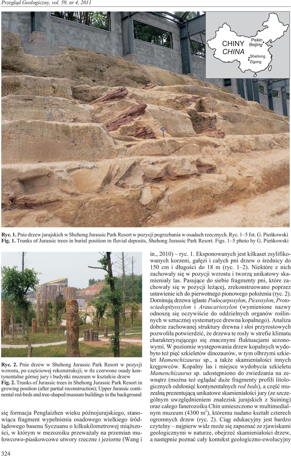 Pnie drzew w Shehong Jurassic Park Resort w pozycji wzrostu, po czêœciowej rekonstrukcji; w tle czerwone osady kontynentalne górnej jury i budynki muzeum w kszta³cie drzew Fig. 2.